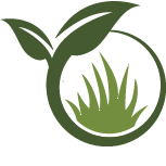 Strive Peace Lily Planting