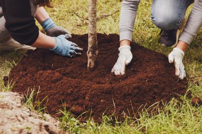 Peace Lily Planting