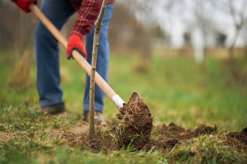 Dogwood Tree Planting in Ventura County, CA