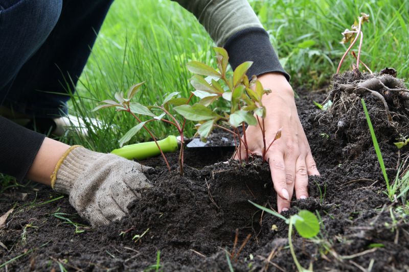 Peace Lily Planting detail
