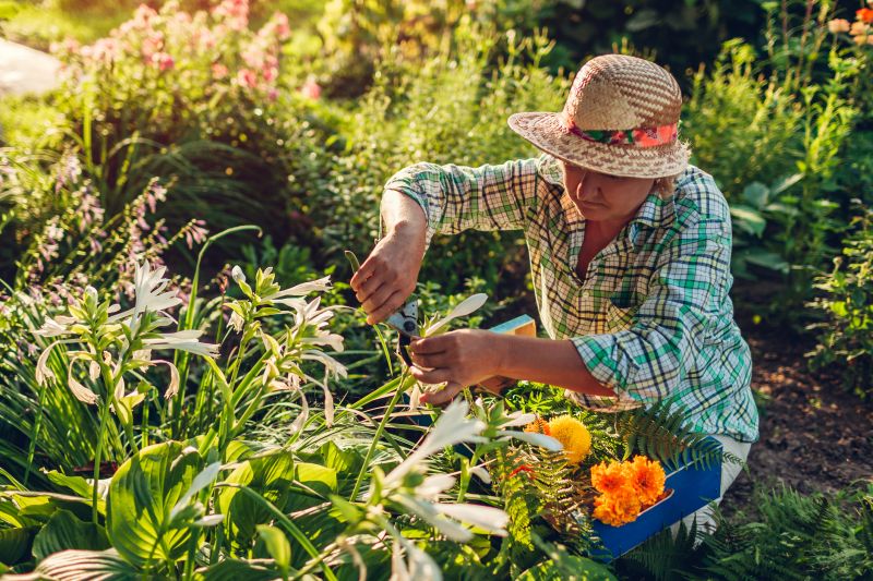 Peace Lily Planting detail